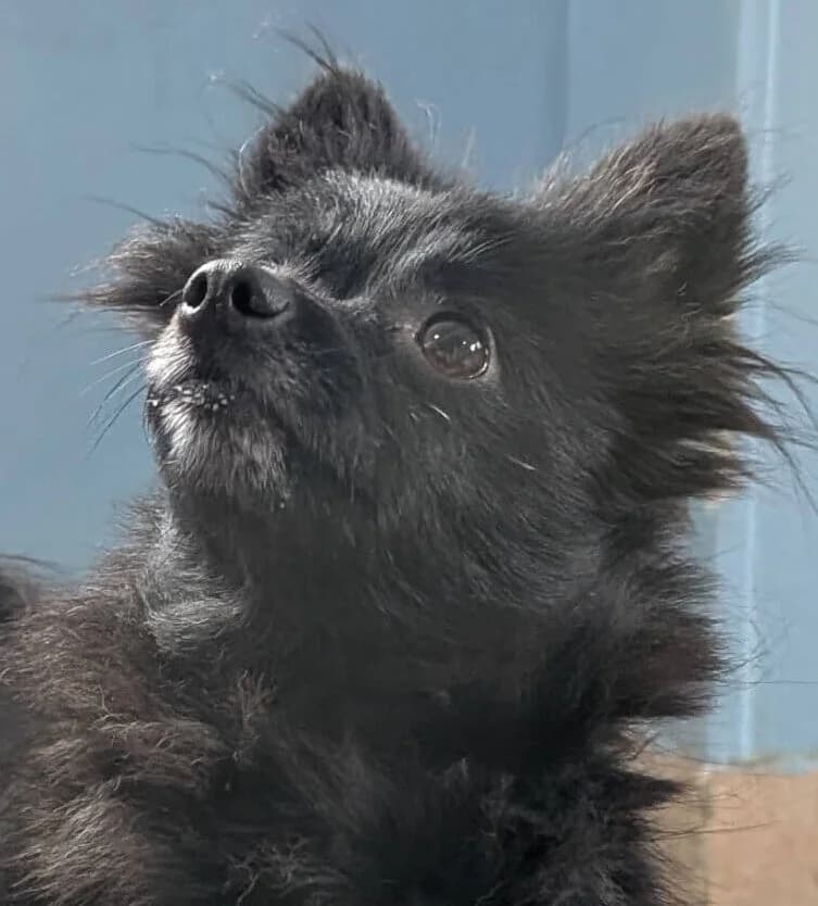 Sauterelle, female Mixed Breed for adoption at Refuge Thiernay
