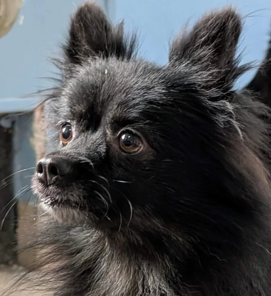 Ugo, male Mixed Breed for adoption at Refuge Thiernay