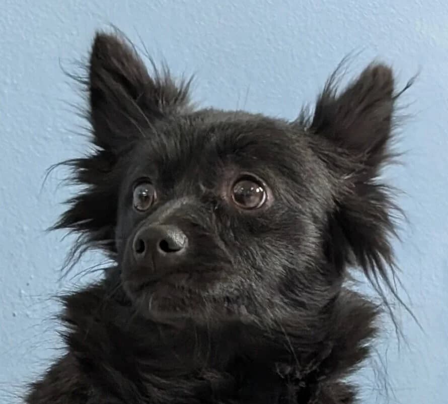 Urcane, female Mixed Breed for adoption at Refuge Thiernay