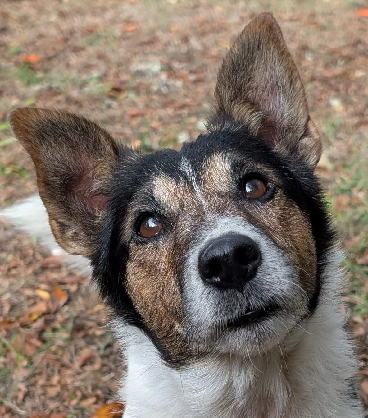 Dex, male Mixed Breed for adoption at Refuge Thiernay