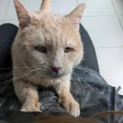 NOUNOURS, male senior Mixed Breed for adoption at Refuge Uda Noé de Beautor