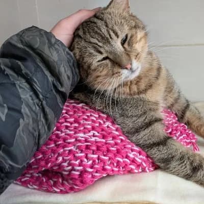 CHARLIE, male 6yo Mixed Breed for adoption at Refuge Uda Noé de Beautor