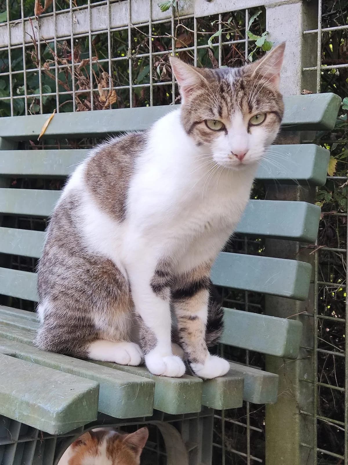 POPPY, female 5yo Mixed Breed for adoption at Refuge Uda Noé de Beautor