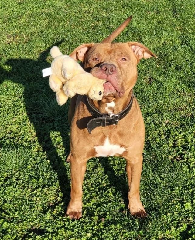 CRUNCHY, 4yo Mixed Breed for adoption at Refuge Uda Noé de Beautor