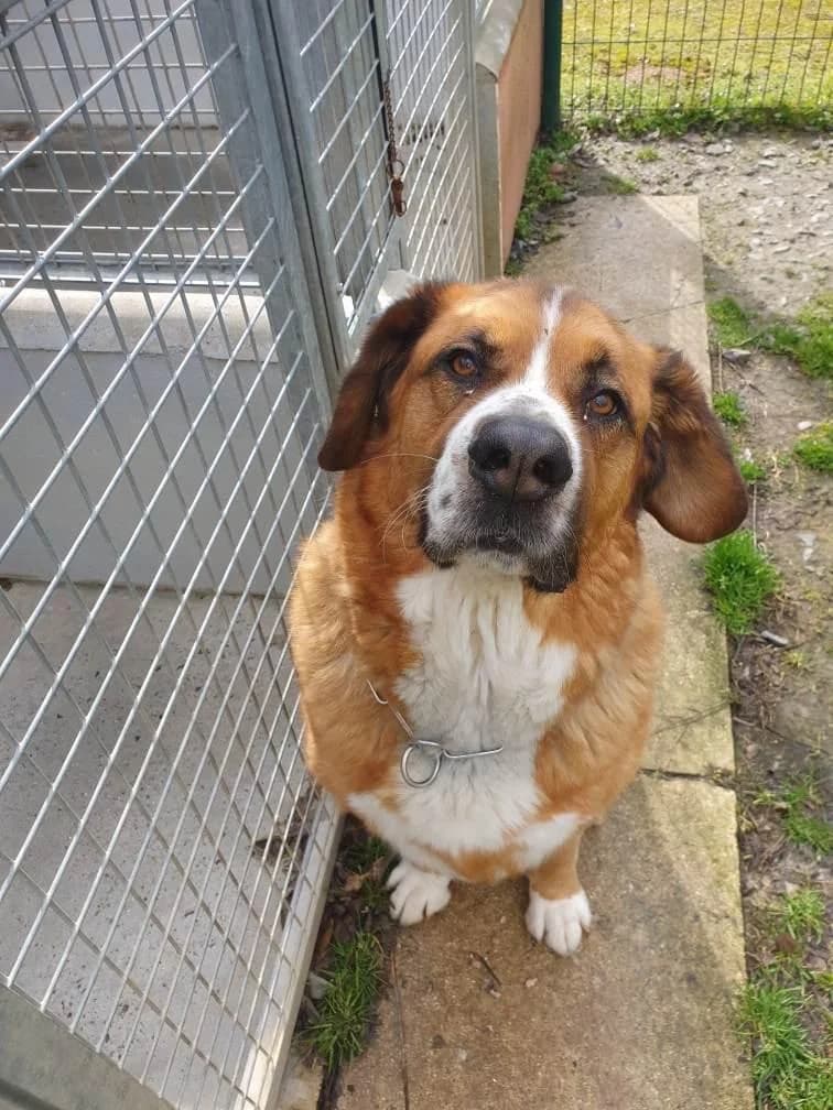 BYRON, senior Mixed Breed for adoption at Refuge Uda Noé de Beautor