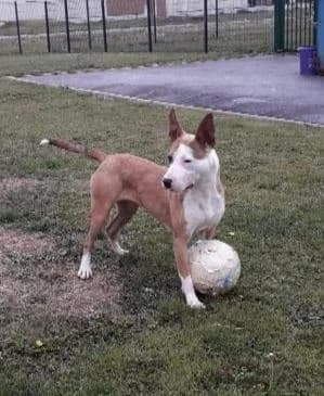 EMMIE, female senior Bull Terrier for adoption at Refuge Uda Noé de Beautor