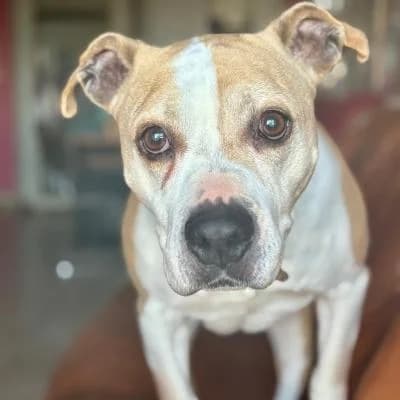MAGDA, senior Mixed Breed for adoption at Refuge Uda Noé de Beautor