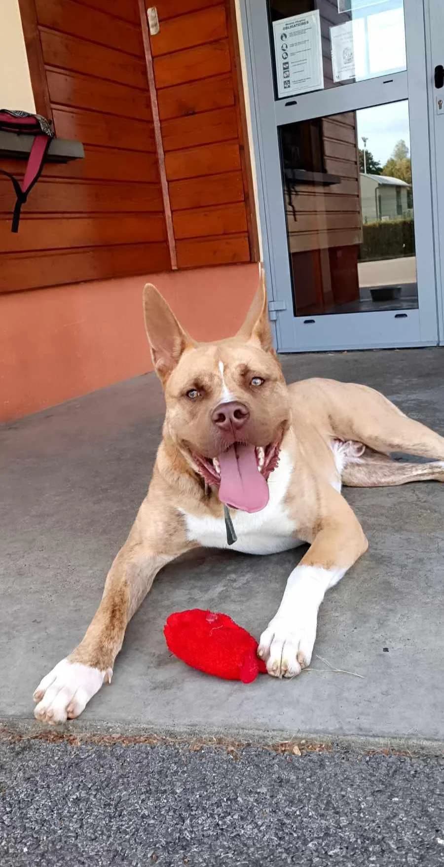 TEXAS, 5yo Mixed Breed for adoption at Refuge Uda Noé de Beautor