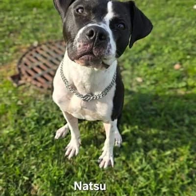 NATSU, 3yo Mixed Breed for adoption at Refuge Uda Noé de Beautor