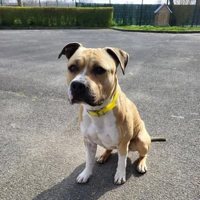 VASCO, young Mixed Breed for adoption at Refuge Uda Noé de Beautor