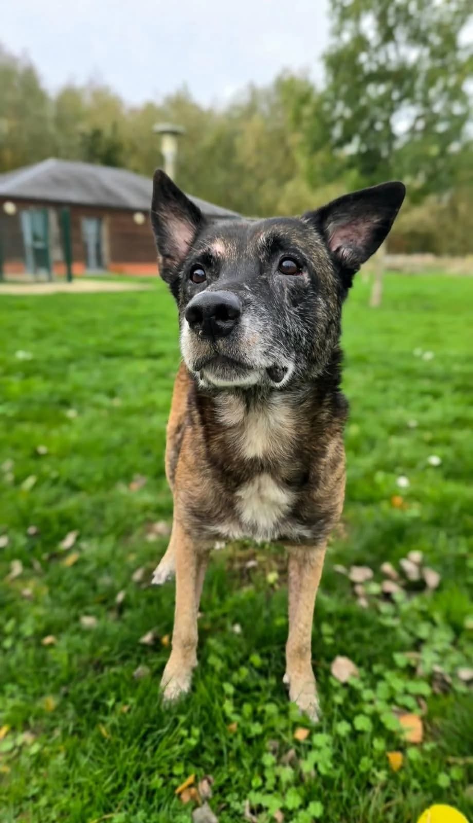 REX, senior Mixed Breed for adoption at Refuge Uda Noé de Beautor