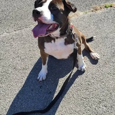SIBELLE, female 5yo Mixed Breed for adoption at Refuge Uda Noé de Beautor