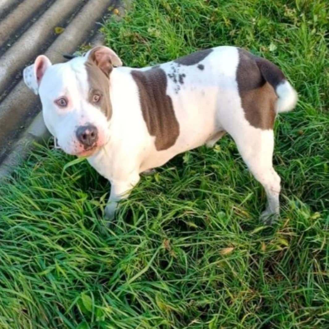 Falco, male 6yo Mixed Breed for adoption at Refuge Vermelles, Vermelles