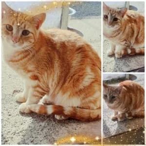 Gizmo, male Mixed Breed for adoption at Refuge Vermelles, Vermelles
