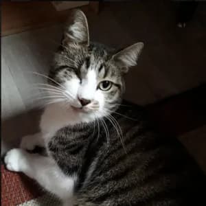 Paco, male senior Mixed Breed for adoption at Refuge Vermelles, Vermelles
