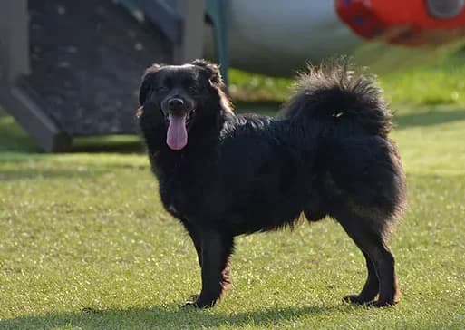 Chance, male Mixed Breed for adoption at Refuge Vermelles, Vermelles