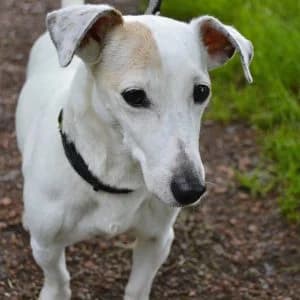 Easy, female Mixed Breed for adoption at Refuge Vermelles, Vermelles