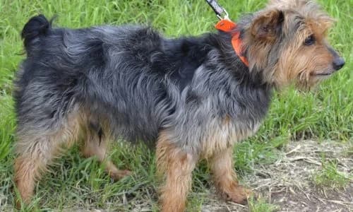 Happy, male senior Mixed Breed for adoption at Refuge Vermelles, Vermelles
