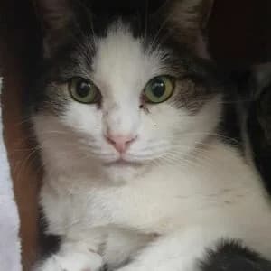 Harlem, male Mixed Breed for adoption at Refuge Vermelles, Vermelles