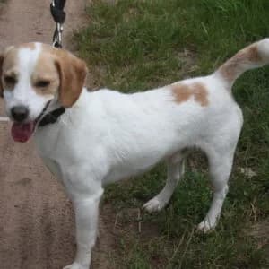 Caramel, male senior Beagle for adoption at Refuge Vermelles, Vermelles