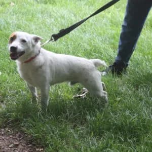Max, male senior Mixed Breed for adoption at Refuge Vermelles, Vermelles