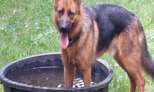 Pako, male 7yo Mixed Breed for adoption at Refuge Vermelles, Vermelles