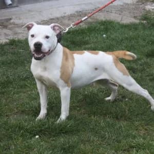 Xena, female Mixed Breed for adoption at Refuge Vermelles, Vermelles