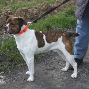 Scotty, male senior Mixed Breed for adoption at Refuge Vermelles, Vermelles