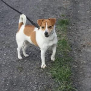 Tabata, female 6yo Mixed Breed for adoption at Refuge Vermelles, Vermelles