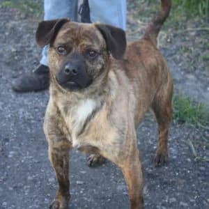 Moushou, male senior Mixed Breed for adoption at Refuge Vermelles, Vermelles