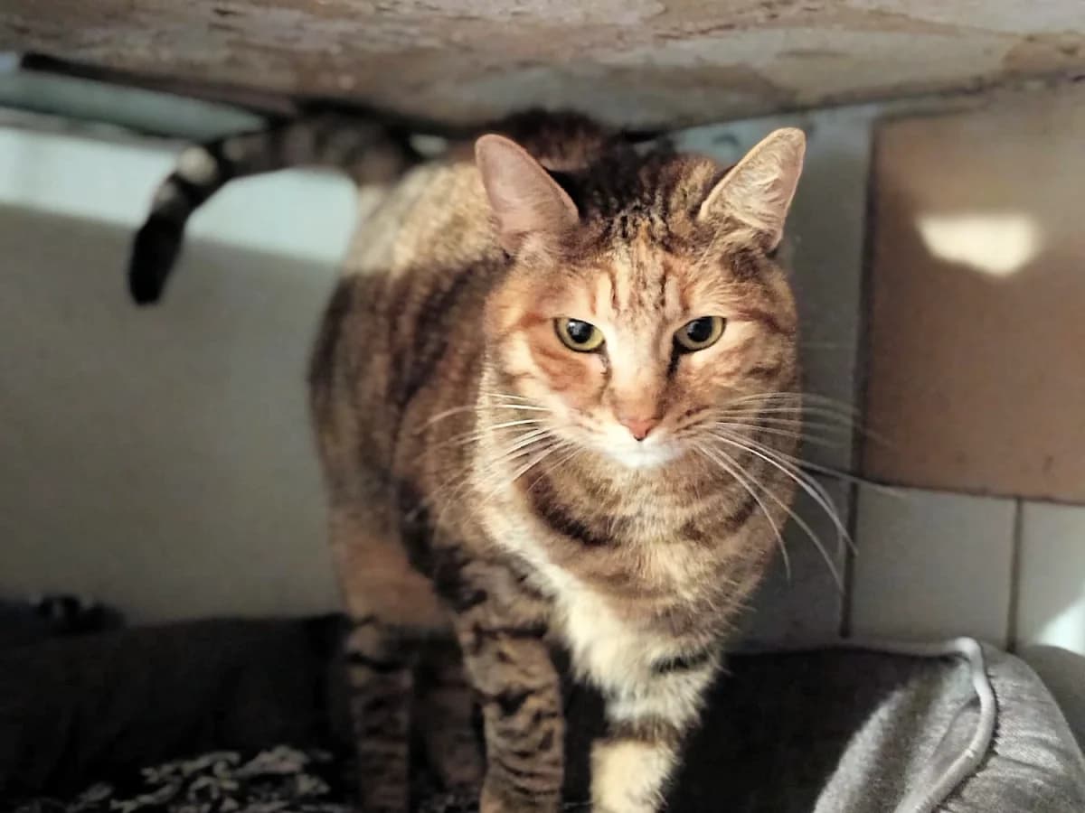 MINOUCHE, female Mixed Breed for adoption at Refuge Chats La Goubran