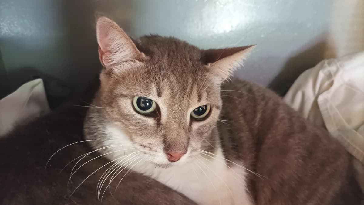 CAPUCINE, female senior Mixed Breed for adoption at Refuge Chats La Goubran