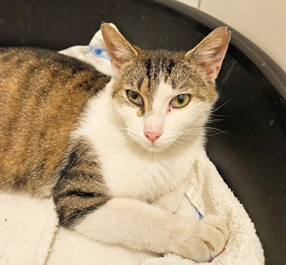 KALI, female Mixed Breed for adoption at Refuge Chats La Goubran