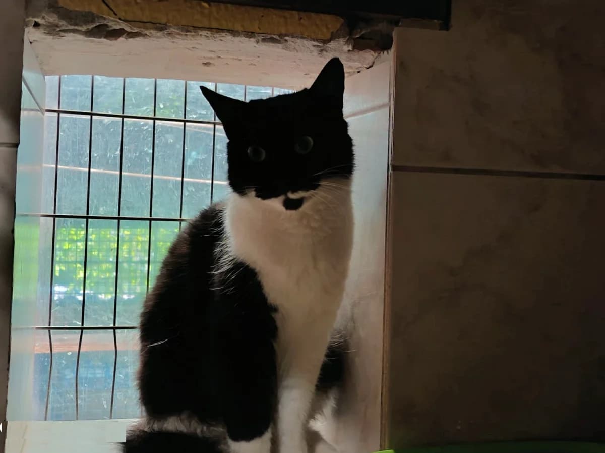 AUGUSTINE, female Mixed Breed for adoption at Refuge Chats La Goubran