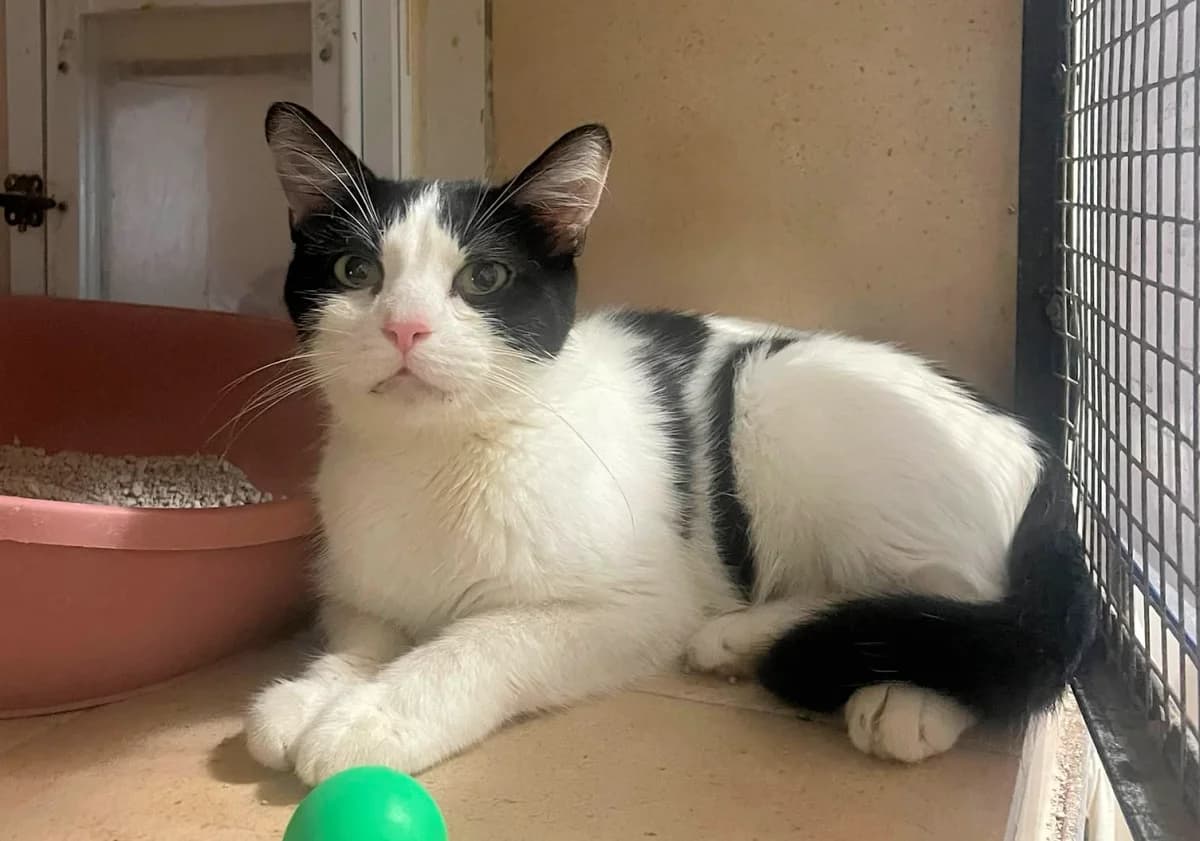 RATATOUILLE (2), female Mixed Breed for adoption at Refuge Chats La Goubran