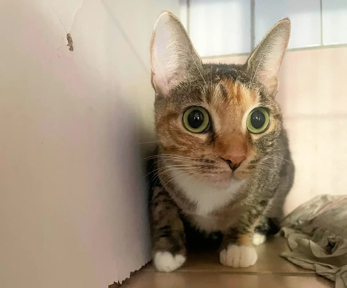 ONDINE (2), female Mixed Breed for adoption at Refuge Chats La Goubran