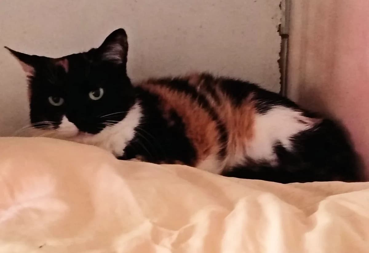 HALLI, female Mixed Breed for adoption at Refuge Chats La Goubran