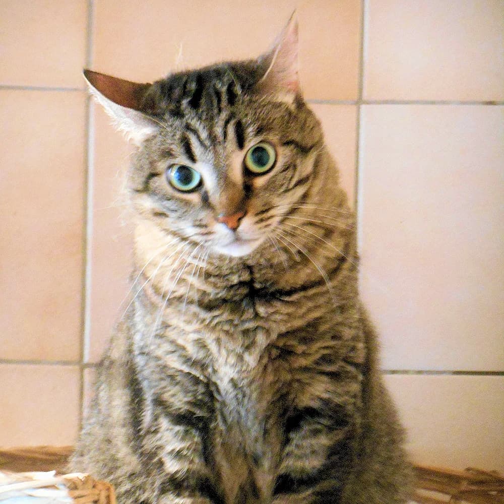 MINETTE, female Mixed Breed for adoption at Refuge Chats La Goubran