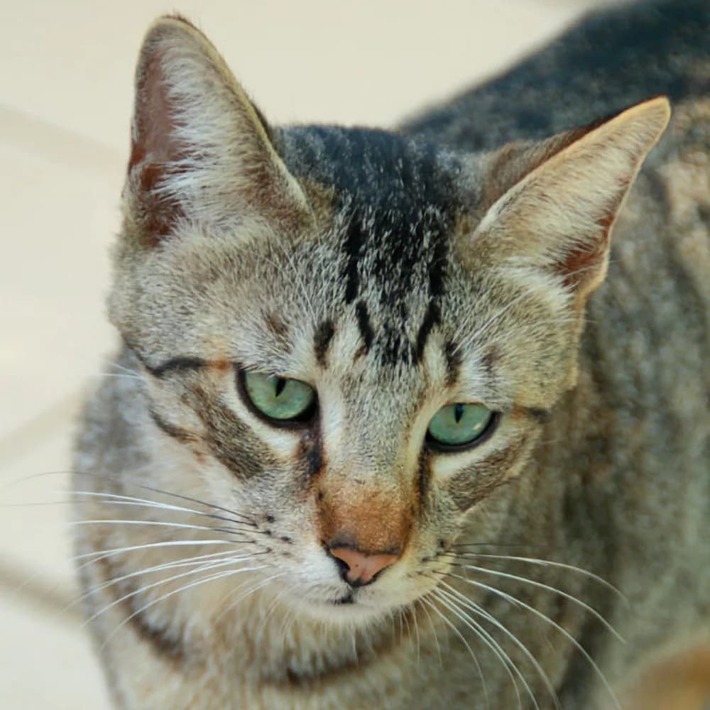 MARLEY, male Mixed Breed for adoption at Refuge Chats La Goubran