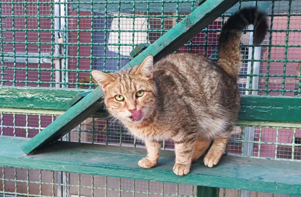 RENARDE, female Mixed Breed for adoption at Refuge Chats La Goubran