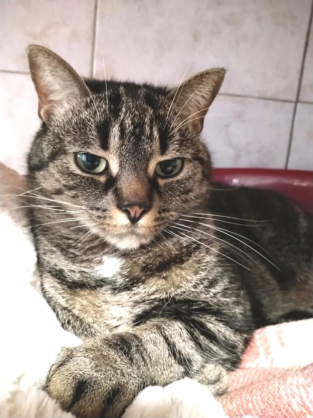 RUFUS, male Mixed Breed for adoption at Refuge Chats La Goubran