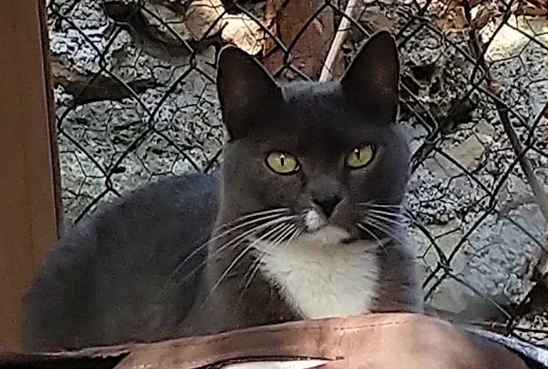 MIQUETTE, female Mixed Breed for adoption at Refuge Chats La Goubran