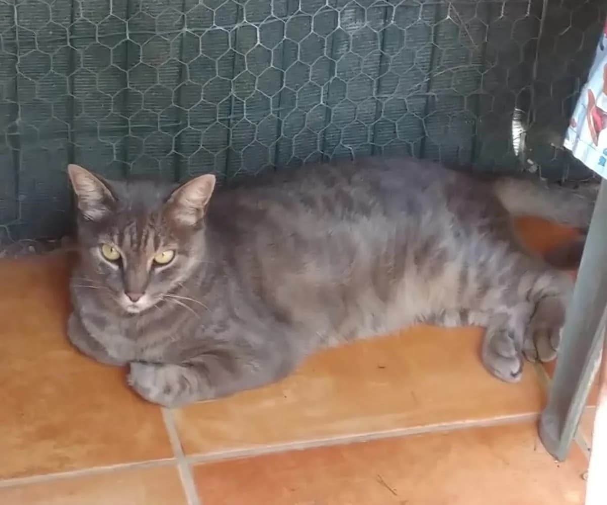 TIGRON, male Mixed Breed for adoption at Refuge Chats La Goubran