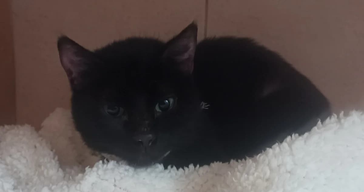 GRIBOUILLE, female Mixed Breed for adoption at Refuge Chats La Goubran