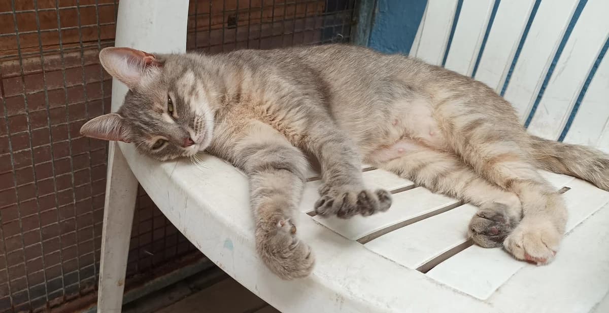 VICTOIRE, female Mixed Breed for adoption at Refuge Chats La Goubran
