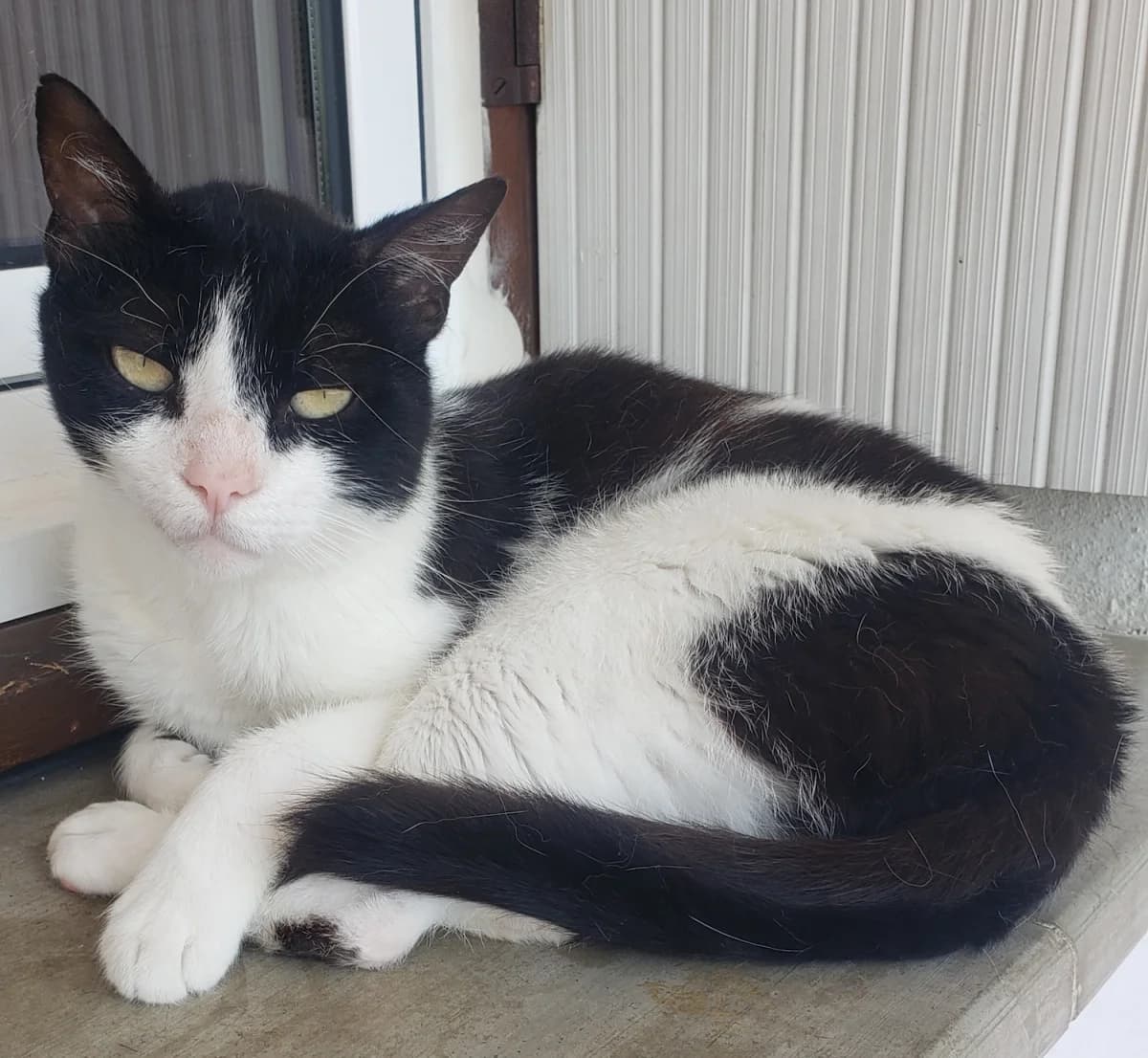 MILOUCHE, male Mixed Breed for adoption at Refuge Chats La Goubran