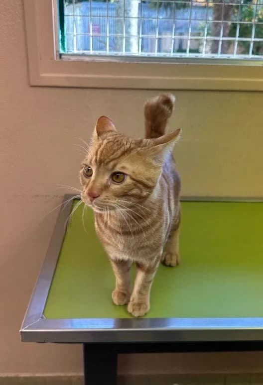ZATAK, male 3yo Mixed Breed for adoption at Refuge Côte Basque, Saint-Jean-de-Luz