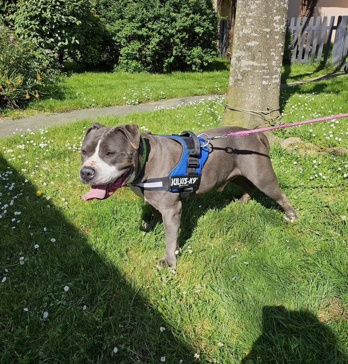 REÏS, male 6yo American Bully for adoption at Refuge Côte Basque, Saint-Jean-de-Luz