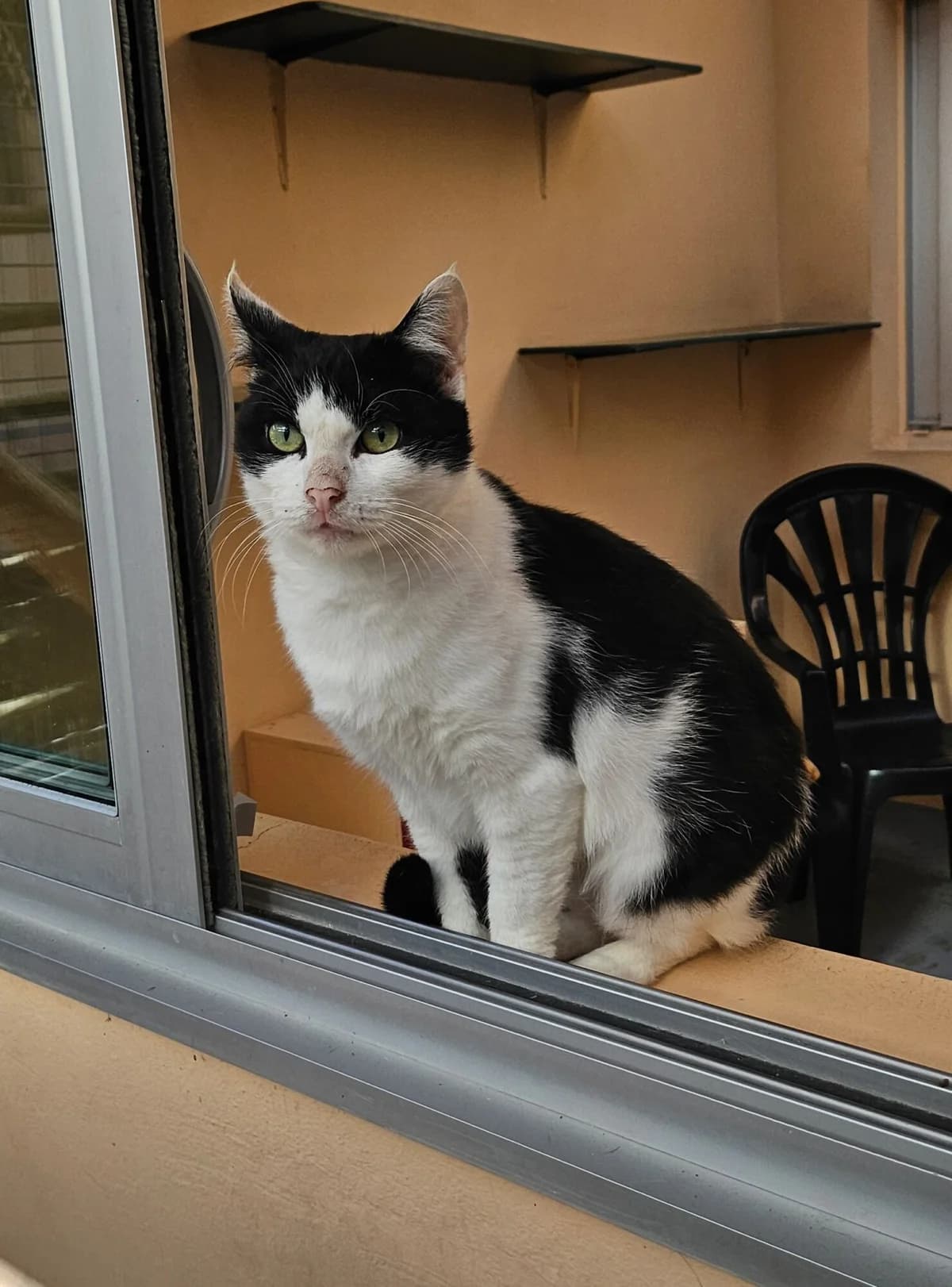 MUXILO, male Mixed Breed for adoption at Refuge Côte Basque, Saint-Jean-de-Luz