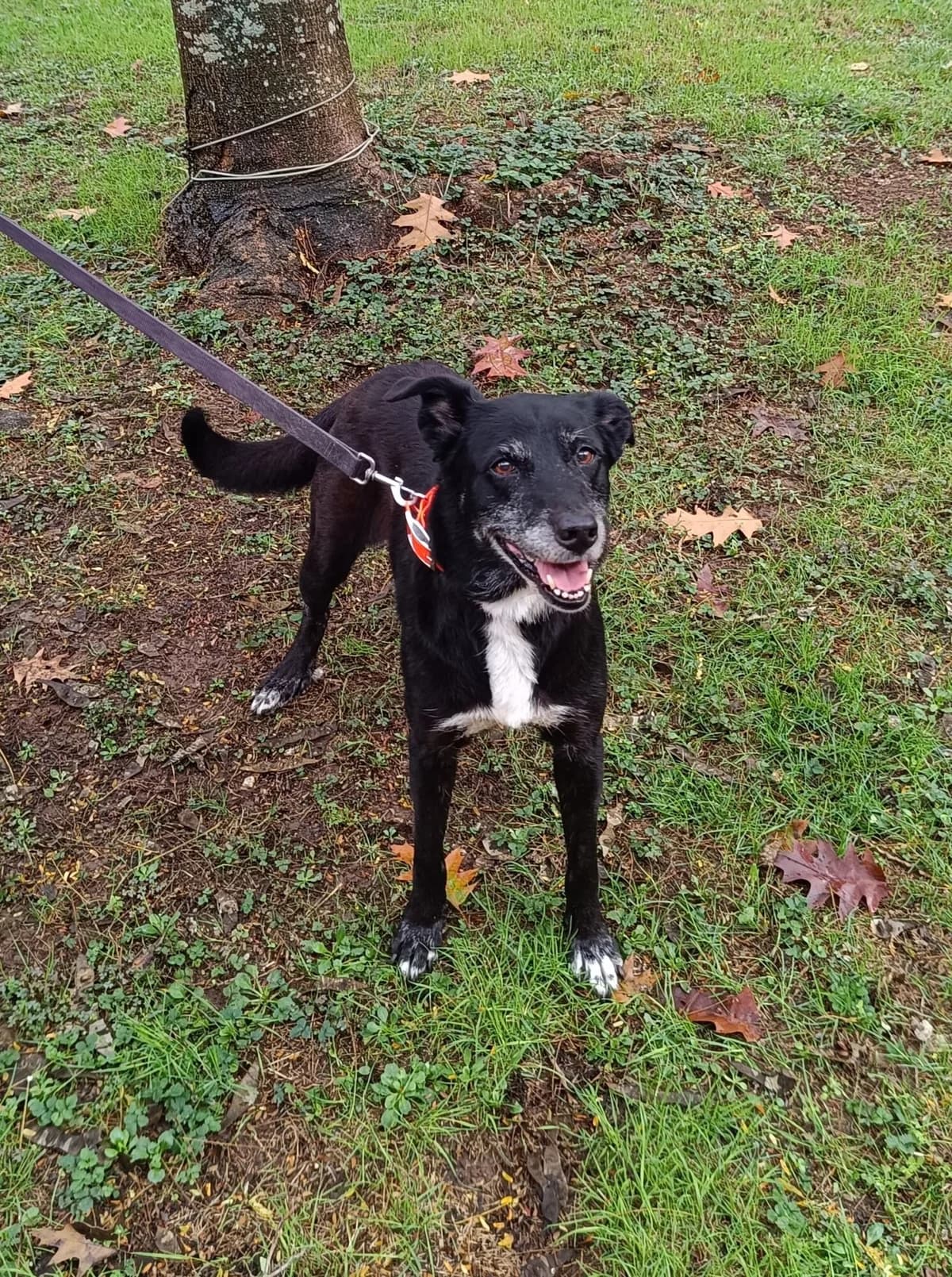 JAÏKA, female Mixed Breed for adoption at Refuge Côte Basque, Saint-Jean-de-Luz